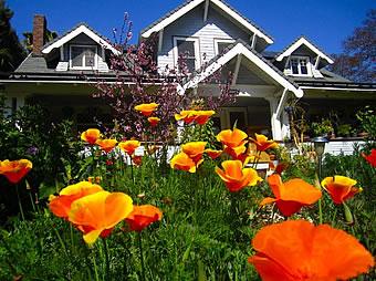 poppies in bloom